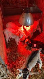 Capretti maschi di Saanen e Murciane