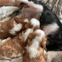 Cavalier King Charles Spaniel cuccioli