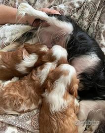 Cavalier King Charles Spaniel cuccioli