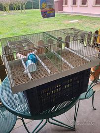 Trasportini per uccelli