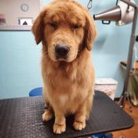 American Golden Retriever in monta