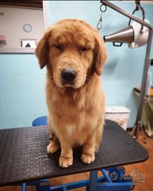 American Golden Retriever in monta