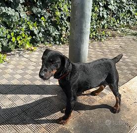 Jagd terrier