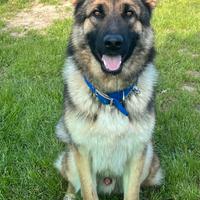 Pastore tedesco grigione