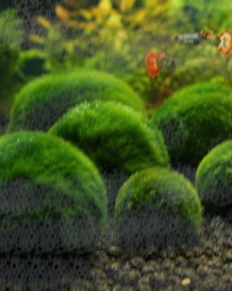 Marimo coltivato da me