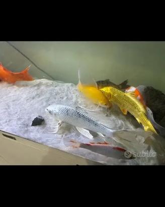 Pesci per carpe koi
