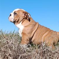 Cuccioli bulldog inglese