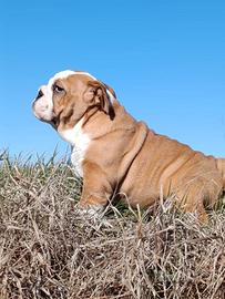 Cuccioli bulldog inglese