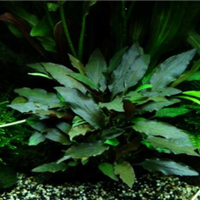 Pianta Cryptocoryne beckettii