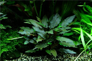 Pianta Cryptocoryne beckettii