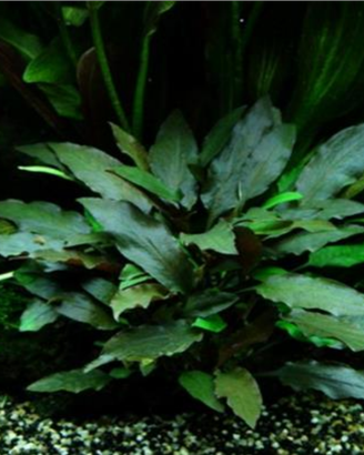 Pianta Cryptocoryne beckettii
