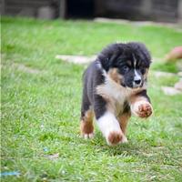 Cuccioli di pastore australiano