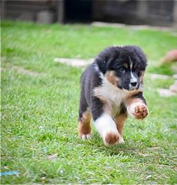 Cuccioli di pastore australiano