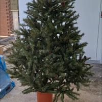 Lotto Natalizio :albero e tutto il resto