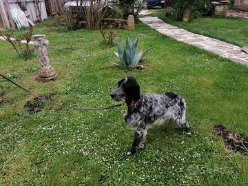 Stupendo cucciolone di SETTER INGLESE
