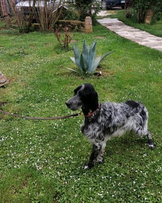 Stupendo cucciolone di SETTER INGLESE