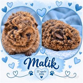 Cavia di razza con pedigree