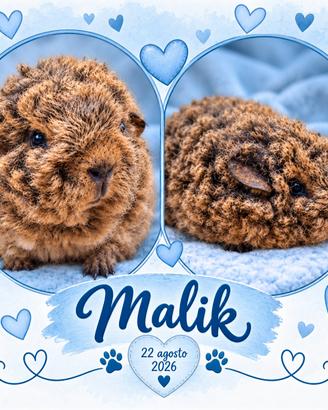 Cavia di razza con pedigree