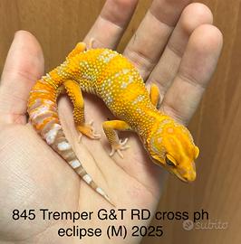 Geco Leopardino