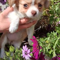 cuccioli di piccola taglia