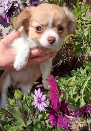 cuccioli di piccola taglia