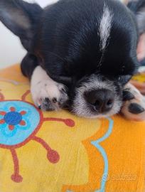 Cucciolo di chihuahua