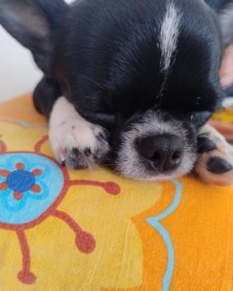 Cucciolo di chihuahua
