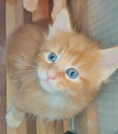 Ultimi cuccioli Maine Coon Red