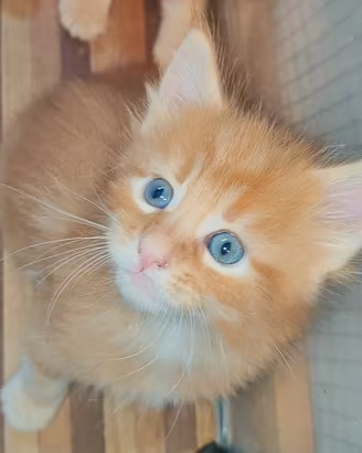 Ultimi cuccioli Maine Coon Red