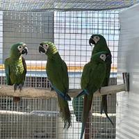 Pappagallo Ara Severa