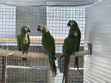 Pappagallo Ara Severa