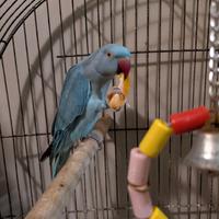 Parrocchetto dal collare