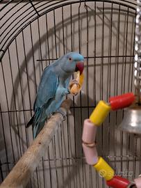 Parrocchetto dal collare