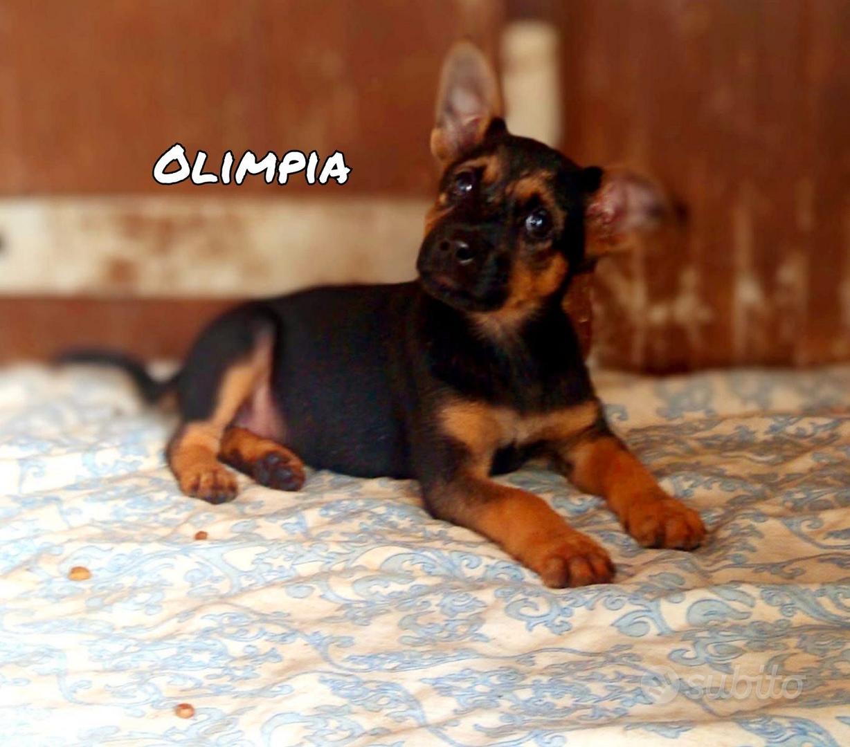 Olimpia Otis e Olaf cuccioli taglia medio piccola - Animali In regalo a ...