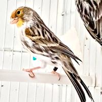 Canarini Agata mosaico giallo