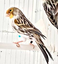 Canarini Agata mosaico giallo