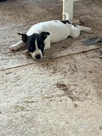 Ultima staffy
