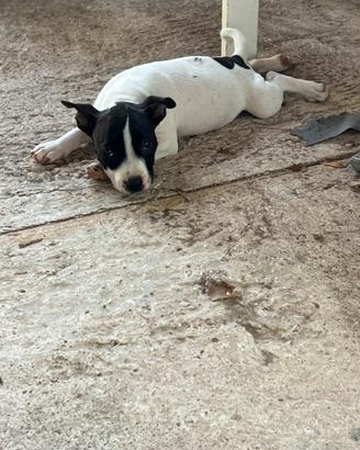 Ultima staffy