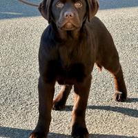 Cuccioli labrador chocolate