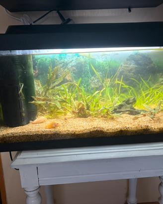 Acquario tetra 50/60 litri