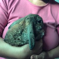 Cuccioli di coniglietto Ariete nano