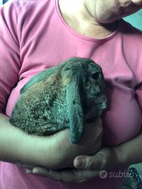 Cuccioli di coniglietto Ariete nano