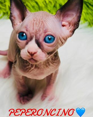 Nido d'amore per piccoli sphynx