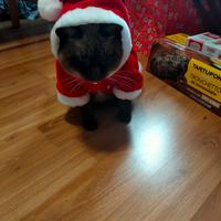 cappotto Natale 