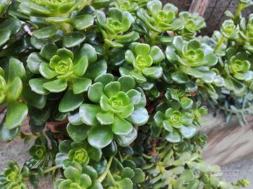 pianta grassa sedum makinoi