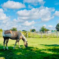 Palomino Quarter Horse