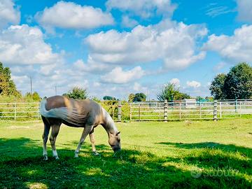 Palomino Quarter Horse