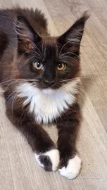 Maine coon con pedigree
