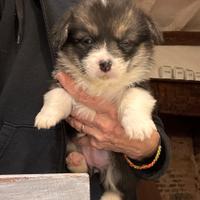 Cucciolo disponibile Nato il 4/11/25