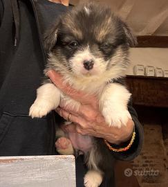 Cucciolo disponibile Nato il 4/11/25